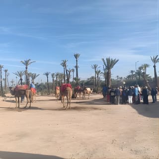 Camel ride at sunset in Marrakech palm grove 7