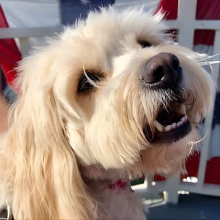 Dog Day of Summer Harbor Cruise in Boston 2