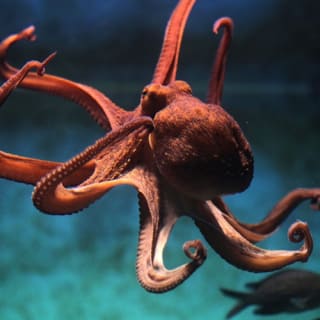 Livorno Aquarium 2