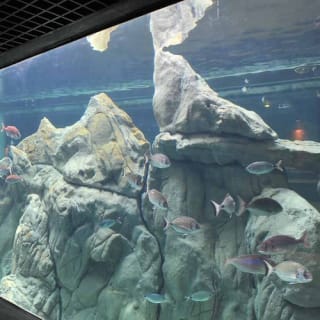 Livorno Aquarium 3