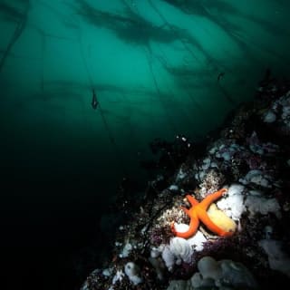Scuba Dive Boat Charter in Vancouver (Certified Divers Only!) 10