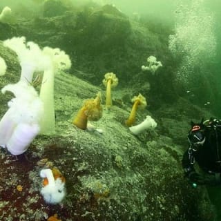 Scuba Dive Boat Charter in Vancouver (Certified Divers Only!) 11