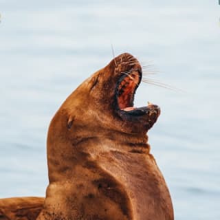 Excursión de medio día para avistar ballenas desde Vancouver 3