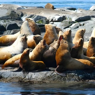 Ultimate Marine Whale & Wildlife Tour 12