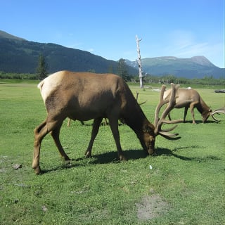 Wildlife and Glaciers with a walk in the Rainforest 7