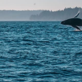 Excursión de medio día para avistar ballenas desde Vancouver 4