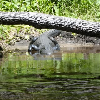 Exclusive Nature Escape Kayak Adventure sur Blackwater Creek 7