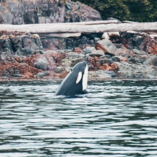 Excursión de medio día para avistar ballenas desde Vancouver 6
