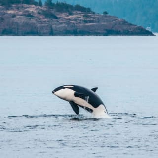 Excursión de medio día para avistar ballenas desde Vancouver 8