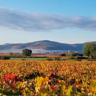 Dégustation de vins et fromages au Domaine Brisson 1
