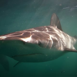 Shark Explorers 9