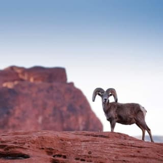 Valley of Fire, Seven Magic Mountains & Welcome to Las Vegas Sign: Guided Tour 8