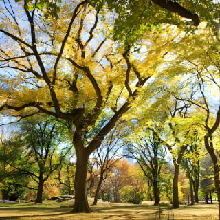 Central Park Photography Tour with Local Photographer 2