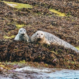 Excursión de medio día para avistar ballenas desde Vancouver 9
