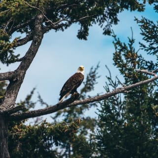 Excursión de medio día para avistar ballenas desde Vancouver 12
