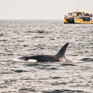 Excursión de medio día para avistar ballenas desde Vancouver 13
