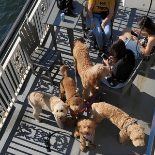 Dog Day of Summer Harbor Cruise in Boston 3