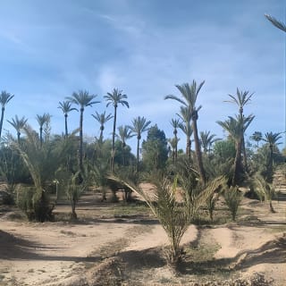 Camel ride at sunset in Marrakech palm grove 8
