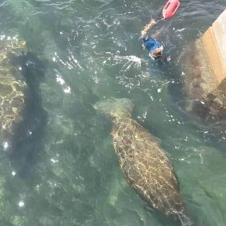San Juan Snorkel with Turtles and Manatee's; Free Video and Rum! 7