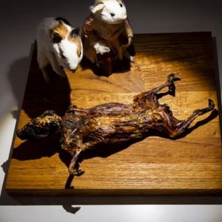 Disgusting Food Museum 2