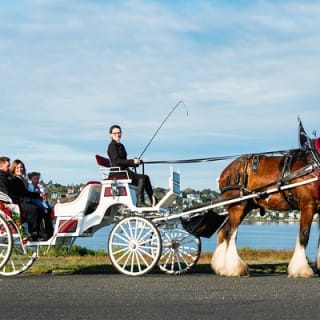 Tour in carrozza trainata da cavalli al Beacon Hill Park 4