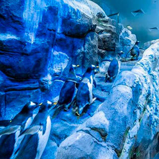 Dubai Aquarium and Underwater Zoo with Penguin Cove Ticket 4