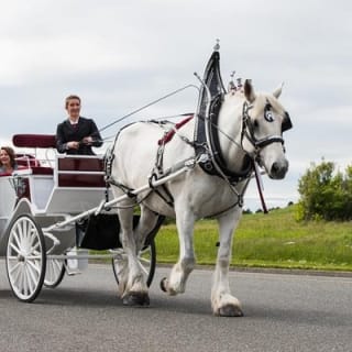 Tour in carrozza trainata da cavalli al Beacon Hill Park 5