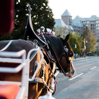 Tour in carrozza trainata da cavalli al Beacon Hill Park 6