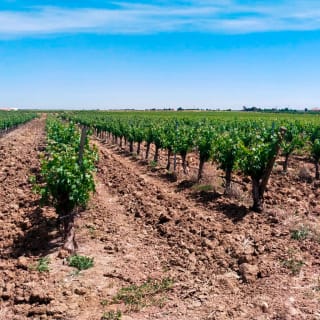 Bodega Tavera: Visita 5