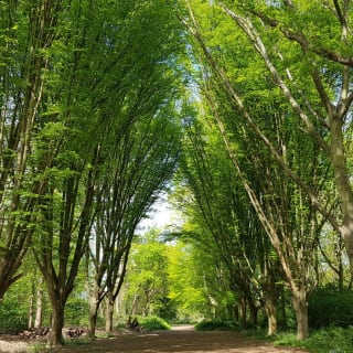 London, Bushy Park Hunt Outdoor Exploration Game 3