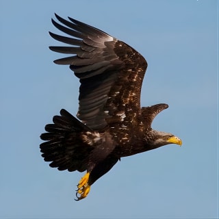 Ultimate Marine Whale & Wildlife Tour 13