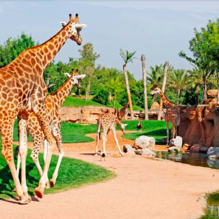 Bioparc Valencia: entrada con acceso rápido 1