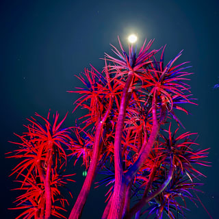 Garden of D'Lights 4