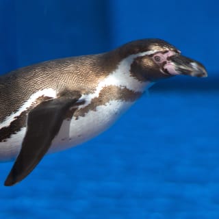 Pack famille - Marineland Mallorca 3