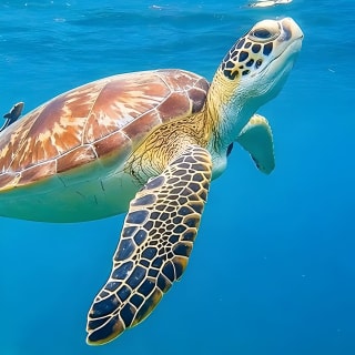 San Juan: Kids and Family Snorkeling with Complimentary Videos 8