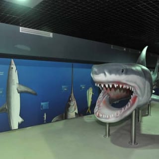 Livorno Aquarium 5