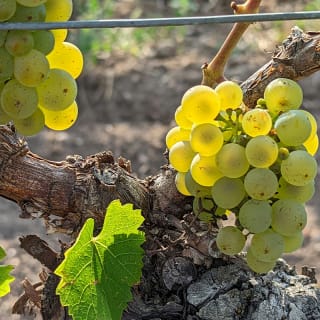 Chardonnay Unlocked - Una serata di vino a Marylebone 2
