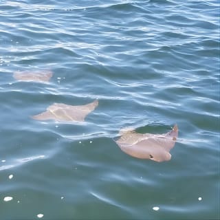 2 Hour Private Dolphin Cruise & Bay Tour  5