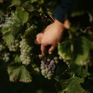 Chardonnay Unlocked - Una serata di vino a Marylebone 4