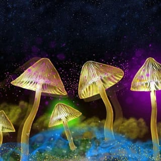 The Science of Psychedelics with Dr David Luke 1