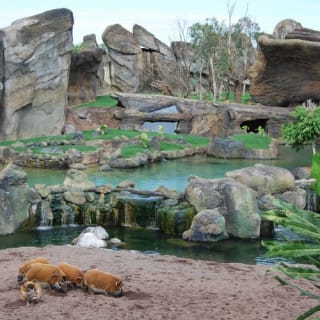 Bioparc Valencia: entrada con acceso rápido 2