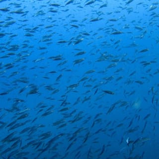 Tenerife: Experiencia guiada de snorkel 3