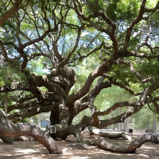 Wine Sippin', Tea Drinkin' & Tree Huggin' Tour: The Wadmalaw Adventure 4