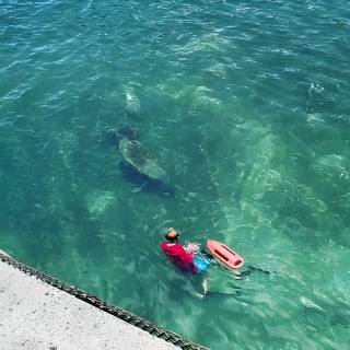San Juan Snorkel with Turtles and Manatee's; Free Video and Rum! 8