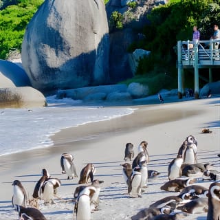 Cape Point and Boulder's Penguins Full Day Tour 3