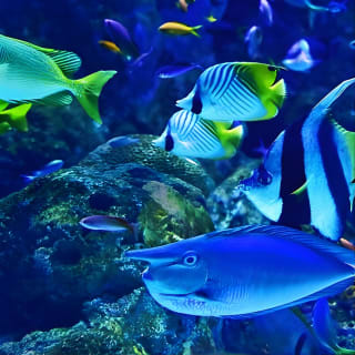 Dubai Aquarium with Glass bottom boat tour 5