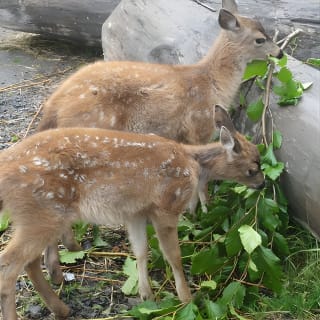 Wildlife and Glaciers with a walk in the Rainforest 9