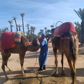 Camel ride at sunset in Marrakech palm grove 9