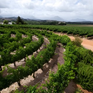 Wine Tour: Paarl, Franschhoek & Stellenbosch incl 3 wineries 14