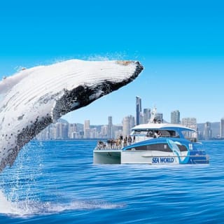 Kontrollblick: Hai-Spotting bei Sea World Cruises 1